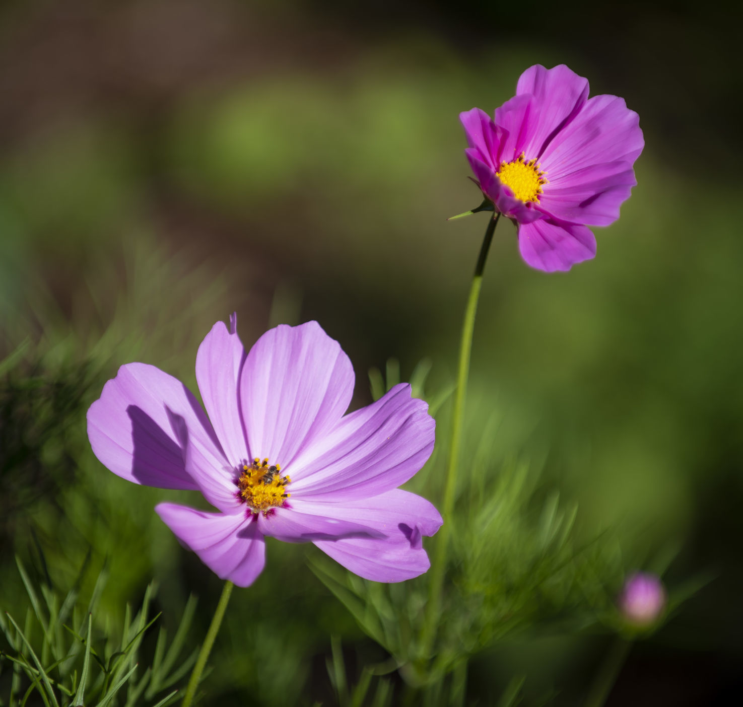 Shore Acres Gardens